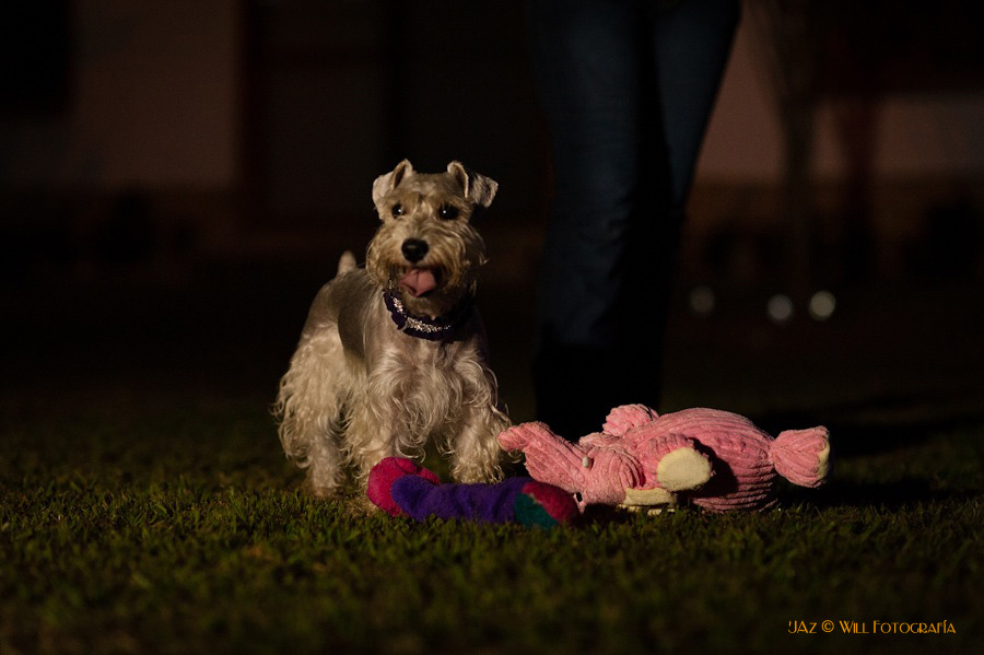 willfotografia-PrebodaX&SFlia.-17